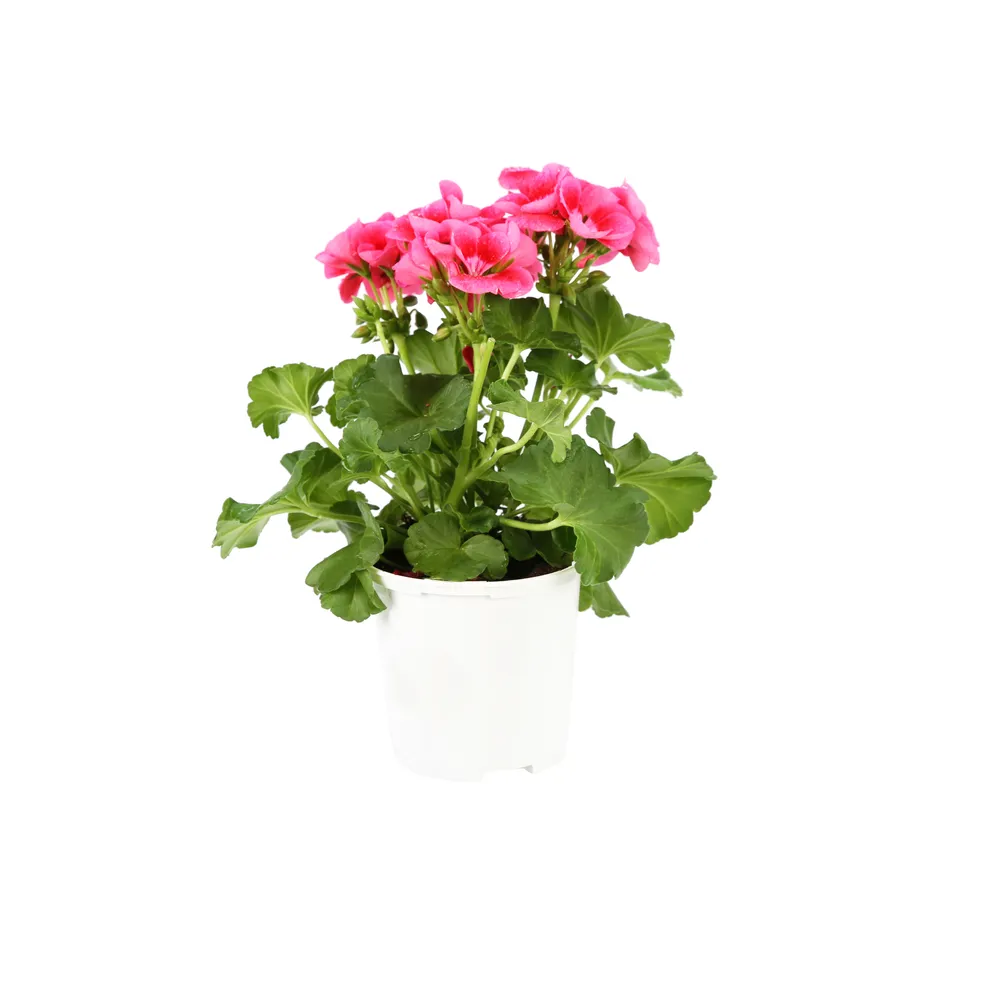 Géranium 'Pretty Little' Pot 0,65L